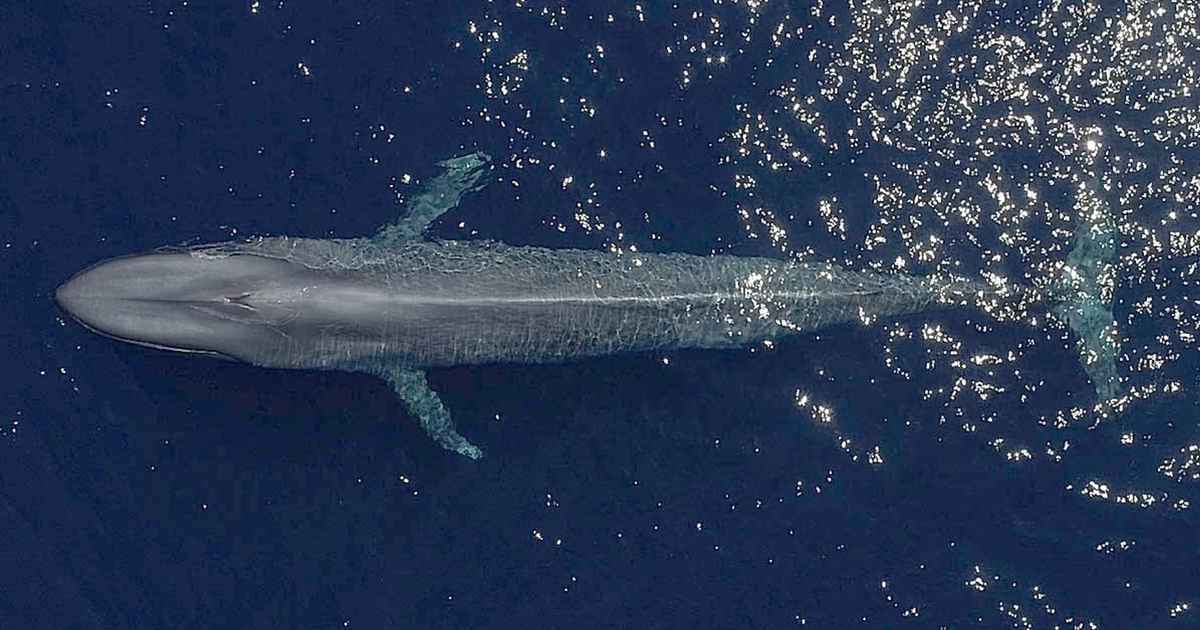 How did baleen whales become our planet’s giants? - Universiteit van