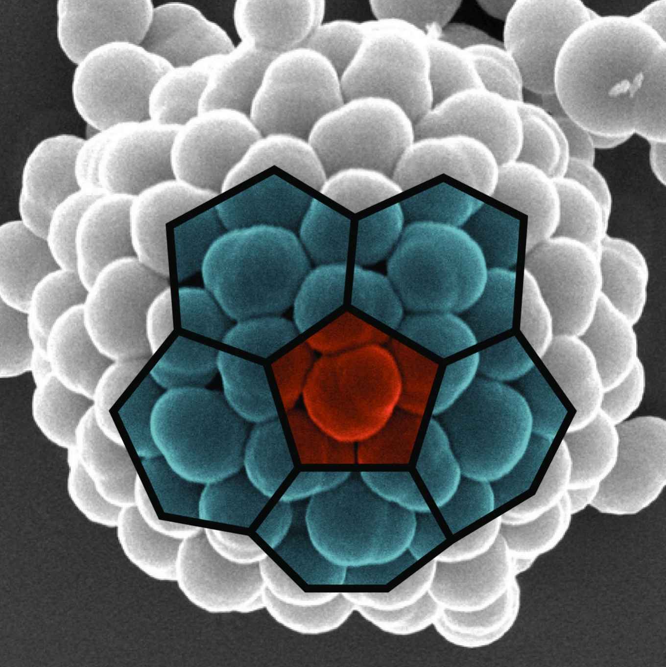 Colloidal particles assemble into sphere