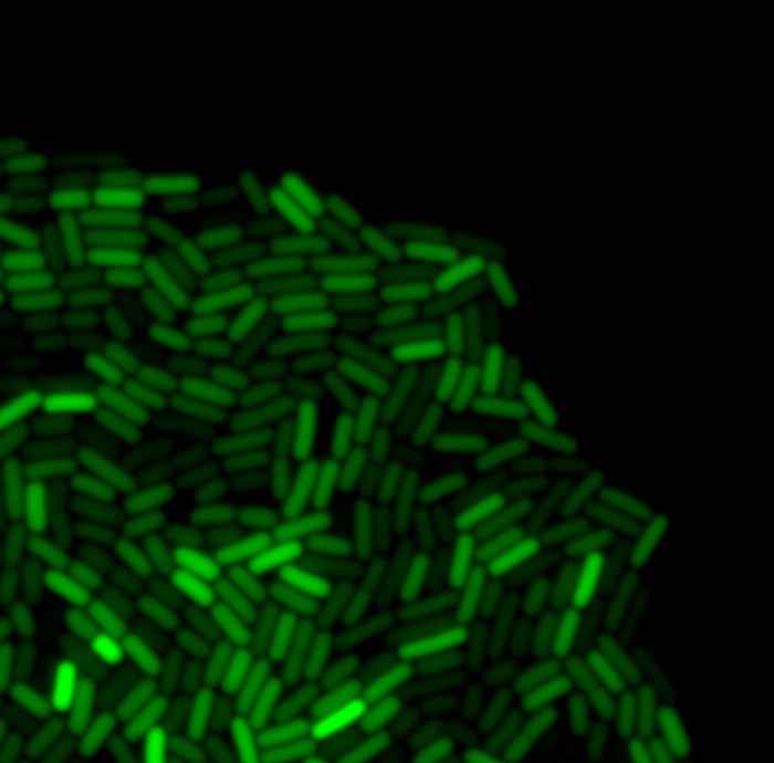 Microscopie-opname van actieve en niet-actieve bacteriën binnen een populatie (beeld: Leendert Hamoen)