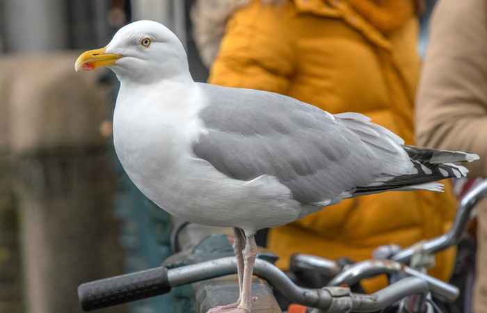 Meeuw in Amsterdam