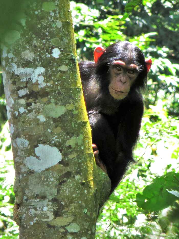 Chimpansee in het Mahale Mountains National Park (foto's: Adrienne Chitayat)