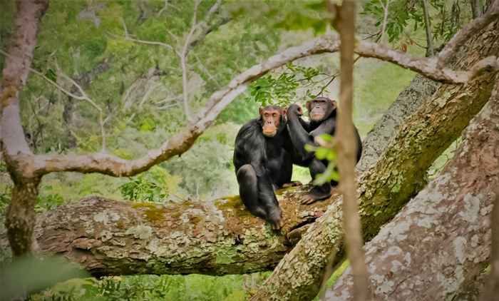 Chimpansees in het Mahale Mountains National Park