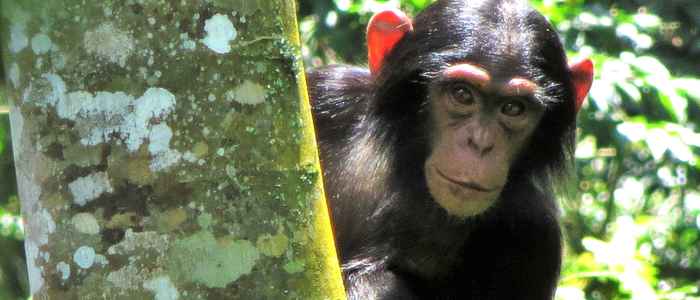 Chimpansee in het Mahale Mountains National Park (foto's: Adrienne Chitayat)